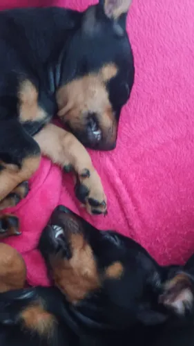 Lindos dog 