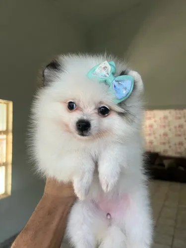 Fêmea de Lulu da pomerania