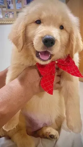 GOLDEN RETRIVER ESTILO EUROPEU  VALOR R$: 30003000