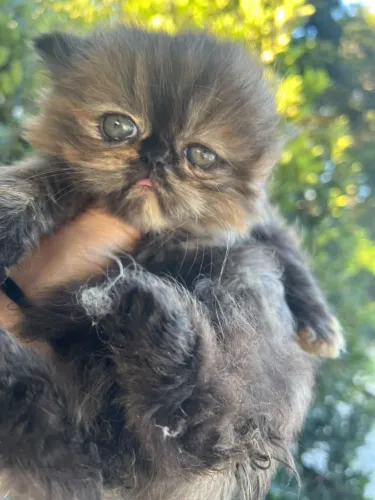 Gata Persa