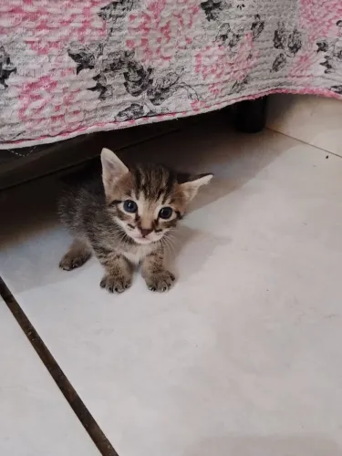 Doação de gatinhos
