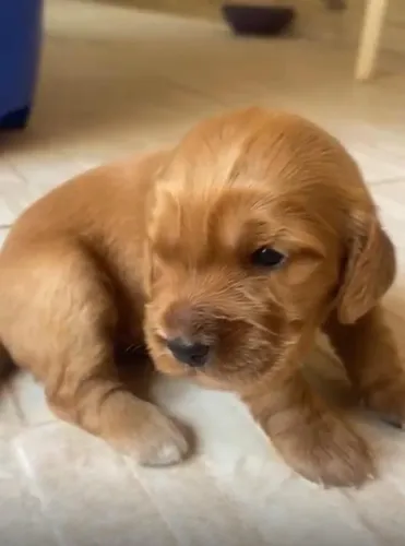 Cocker spaniel queridinhos