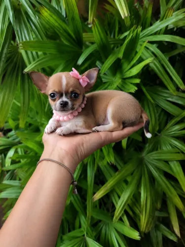 Chihuahua mini fêmeas - alto padrão pelo curto
