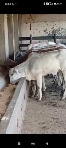 Bezerros macho