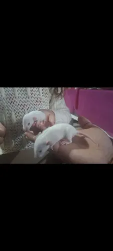 Filhotes de ratinhos twister