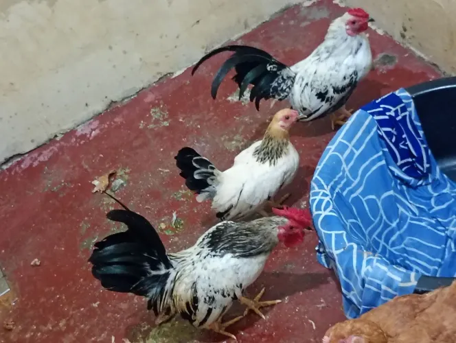 Frango casal