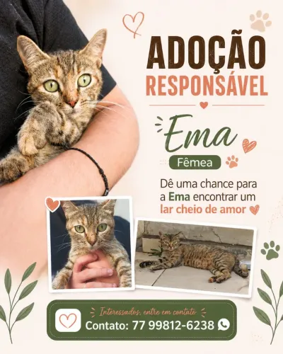 Doação gata fêmea 