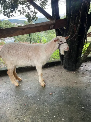 Cabra Saanen