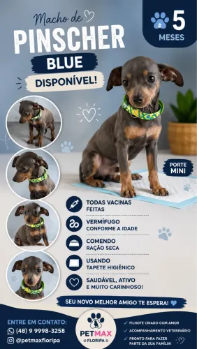 pinscher Blue 5 meses
