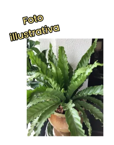 Kit 2 Mudas de ASPLENIUM ( ninho de passarinho )