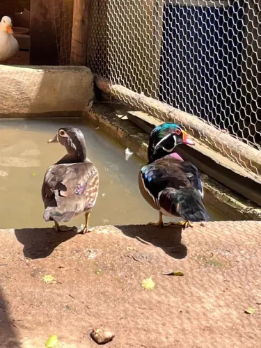 CRIATÓRIO BUSTAMANTE - REFERÊNCIA EM AVES ORNAMENTAIS EM SÃO JOSÉ DOS CAMPOS