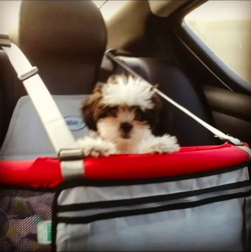 Vendo cadeirinha para transportar animal de estimação no carro com segurança.