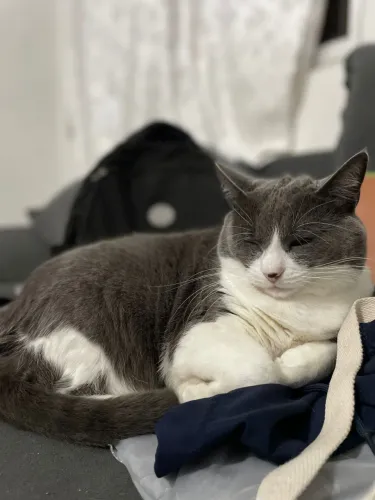 Doação de Gato macho castrado 