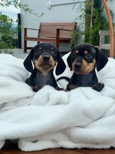 Filhotes de Dachshund (Salsicha)!