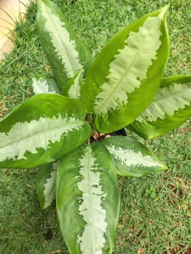 Planta Aglaonema Pataya e Queen 