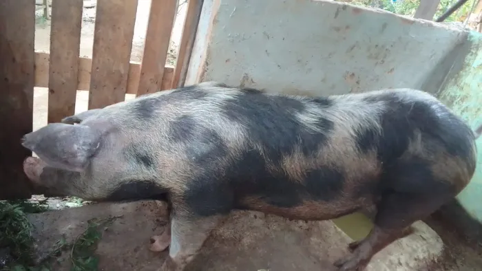 Porca