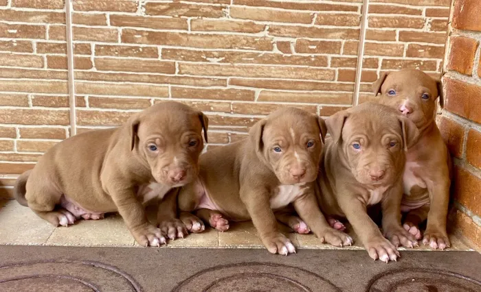 Pitbull Bebê - Forte e Saudável
