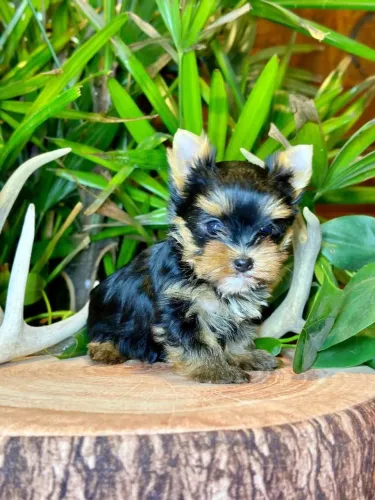 Filhotes de Yorkshire | Diversão e carinho no mesmo pacote.