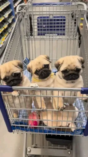 Filhotes de Pug com suas adoráveis rugas