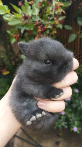 coelho netherland dwarf anão