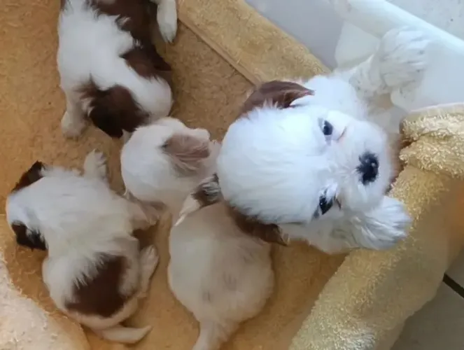 Filhotes de Shitzus puros machos e fêmeas