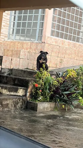 Pit monster