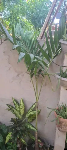 Palmeira imperial