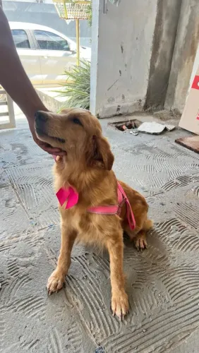 Filhote de Golden Retriever 
