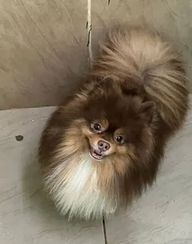 Spitz alemao lealdade em uma fofura