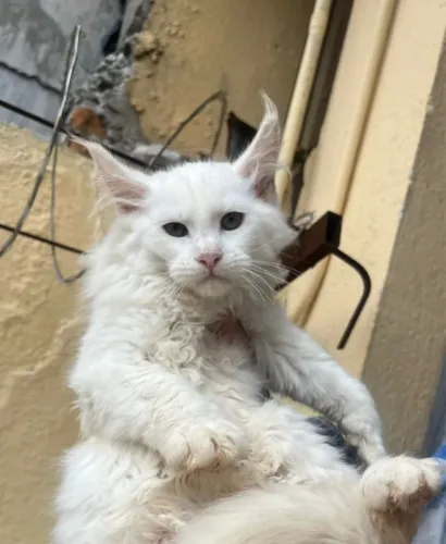 Gato gigante branco Maine Coon puros / pedigree / ver todo descritivo por favor 