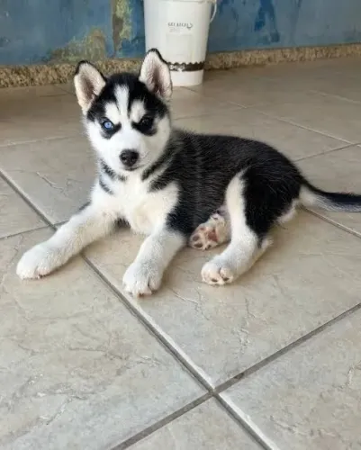 Doação filhote de husky