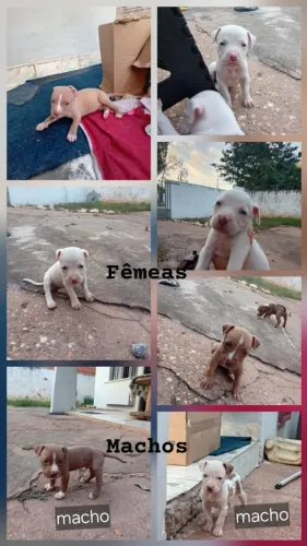 Vende-se filhotes de pitbull.