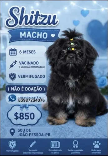Vendo filhote Shitzu