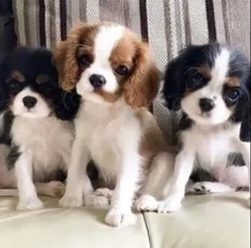 Cavalier King Charles Machos e Femeas 