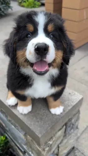 O gigante Bernese Mountain 