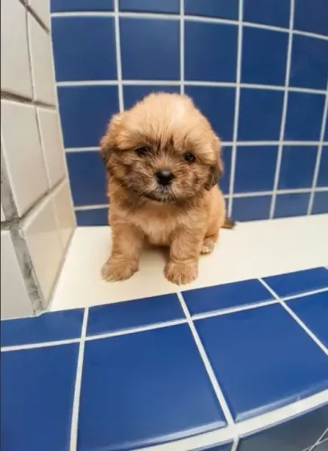 Vendo filhote de shihtzu