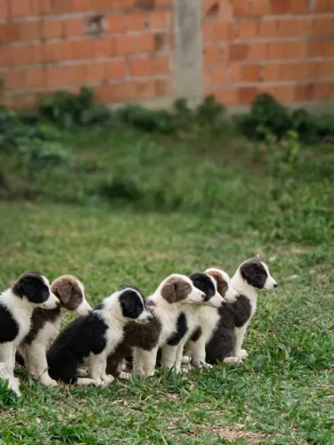 Filhote de Border Collie