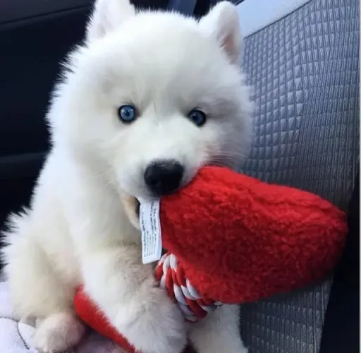 Filhotes de Husky Siberiano | Filhotes prontos para muita diversã