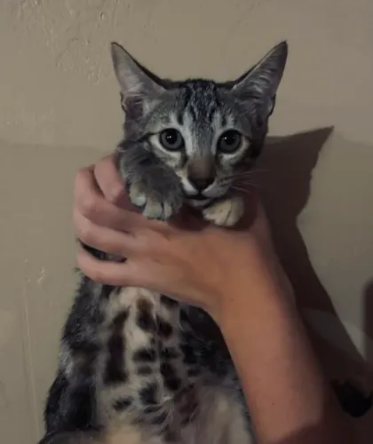 DOAÇÃO GATINHOS FILHOTES ?