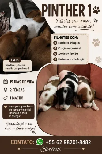 Vende se filhote de pintia