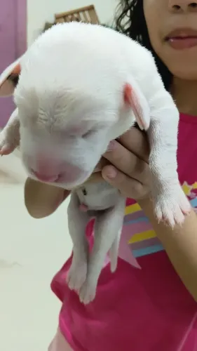 Doação de cães..