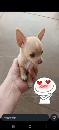 Cachorro