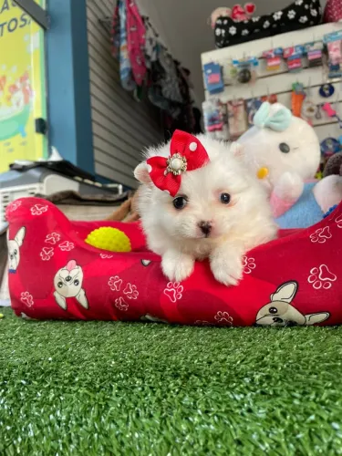Filhote de Spitz alemão fêmea mini a pronta entrega