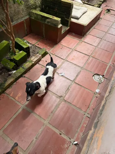 Procuro namorada dachshund