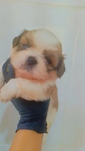 Machinho de shitzu