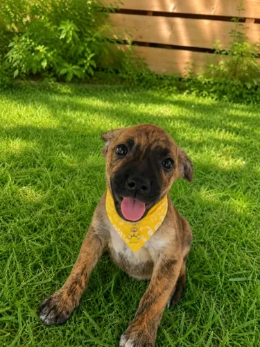 Macho Tigrado SRD - Porte M - 2 meses 