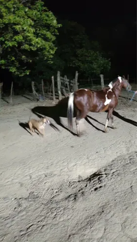 Vendo egua ou troco em outro animal