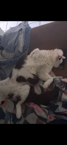 Adoção gatos castrados