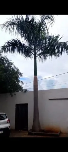 Palmeira mais de 6 metros de altura