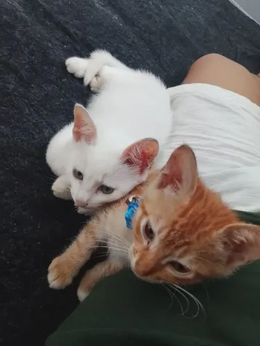 Gatinhos pra adoção
